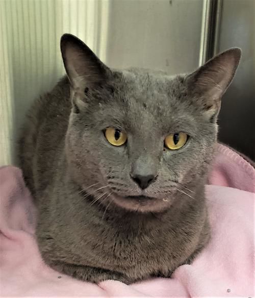 5) Catsby.jpg